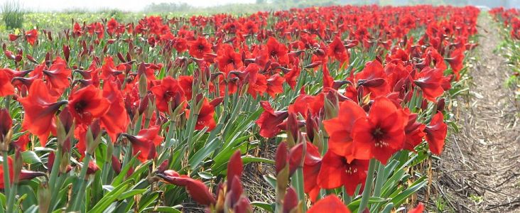 Now taking orders for
<h2>Spring Shipping</h2>
<br/><a class='button' href='http://www.terraceiafarms.com/category/z5/summer-blooming-spring-shipping'>Visit Summer Blooms</a>